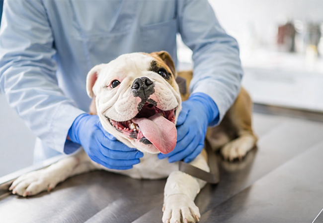 dog on exam table